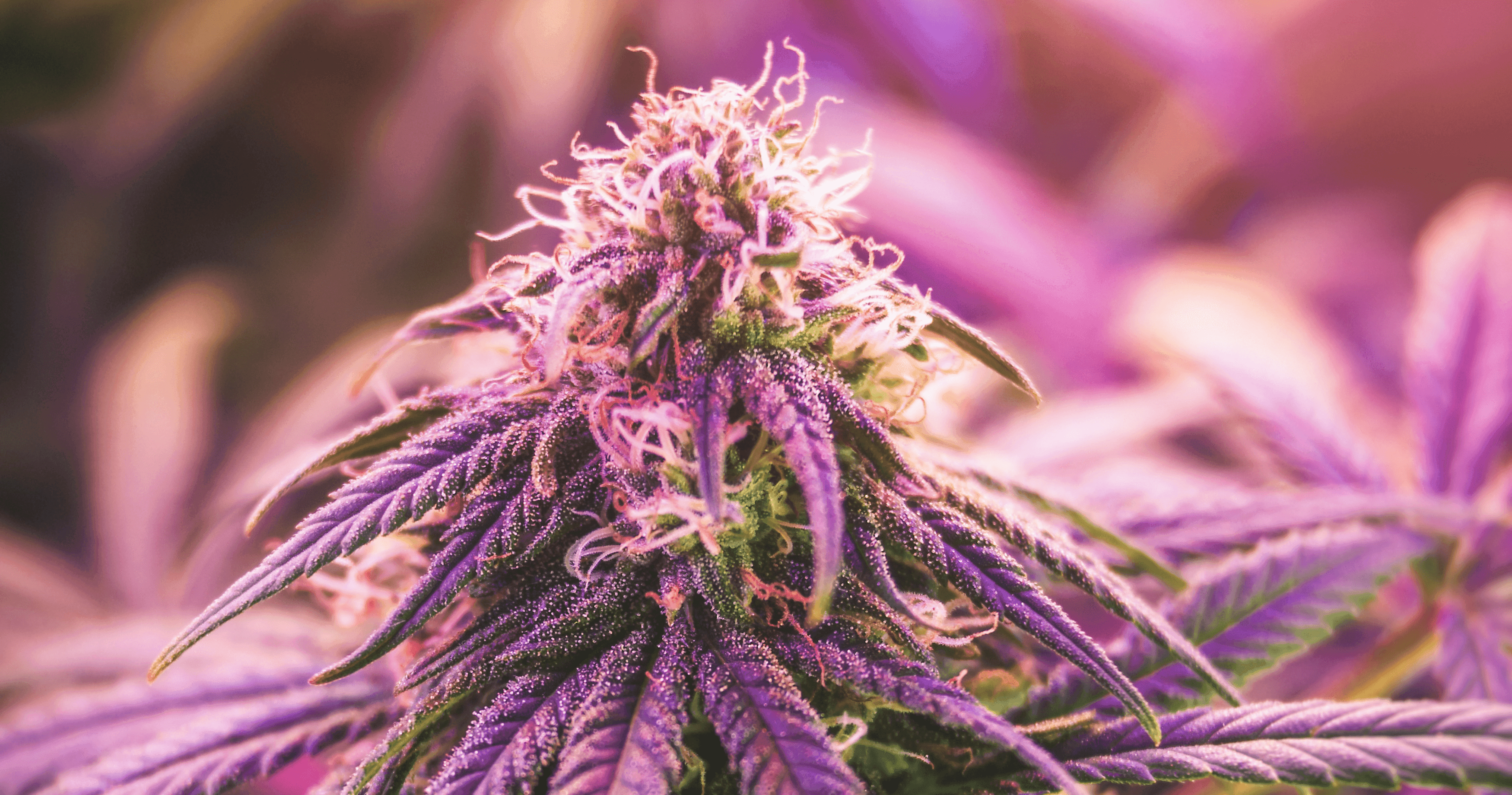 Purple Buds Cannabis Apotheke