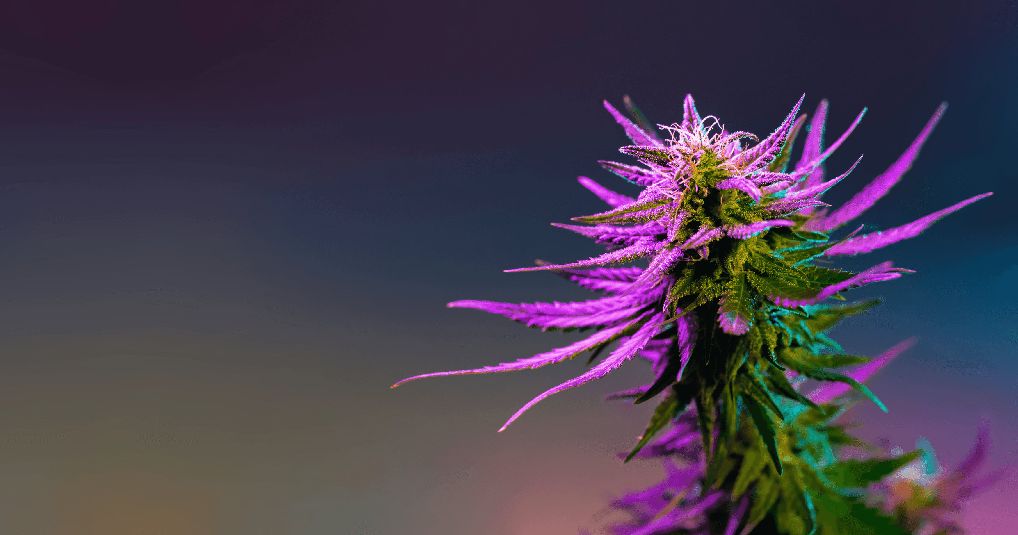 Purple Buds Cannabis Apotheke