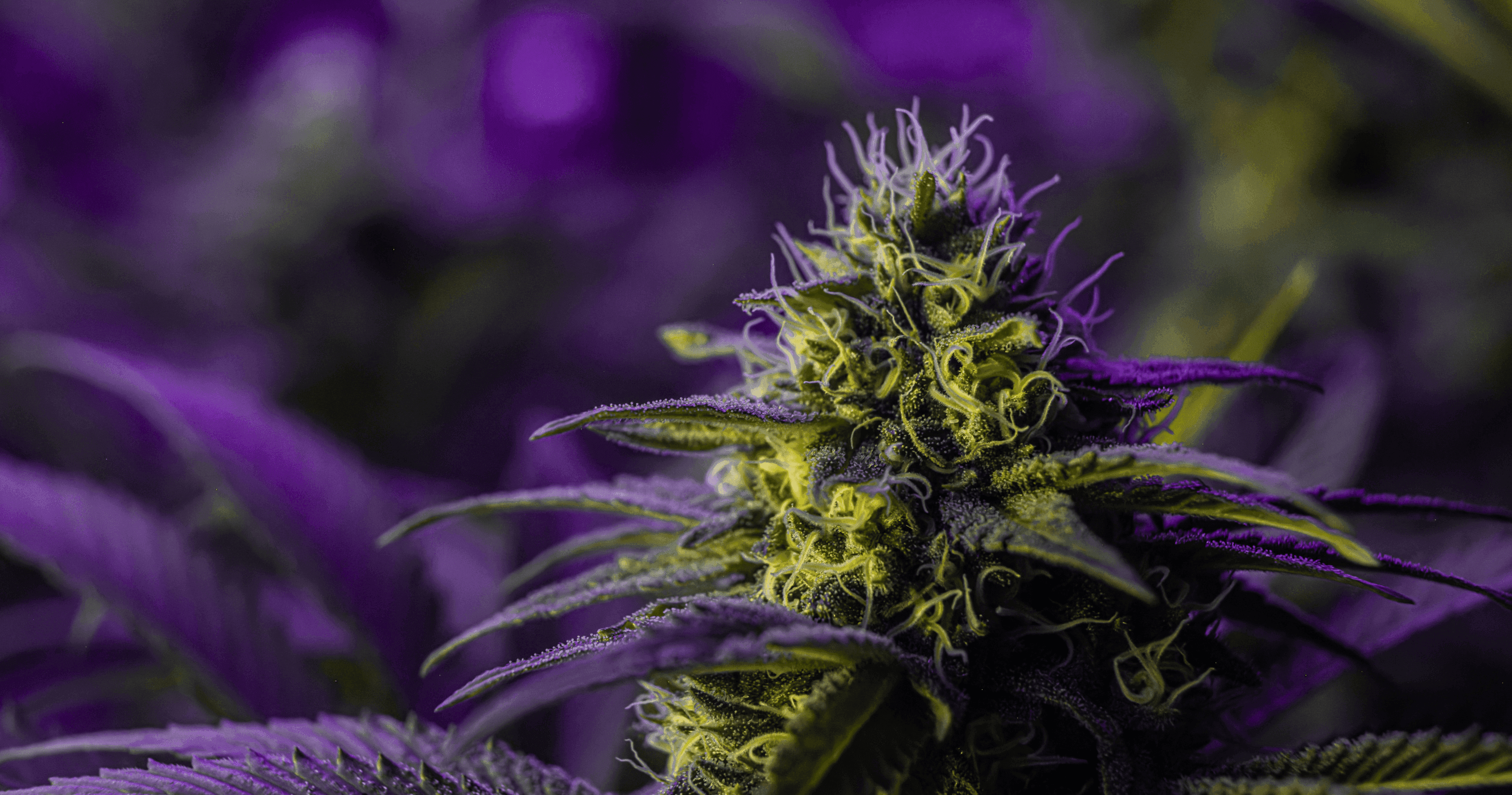 Purple Buds Cannabis Apotheke